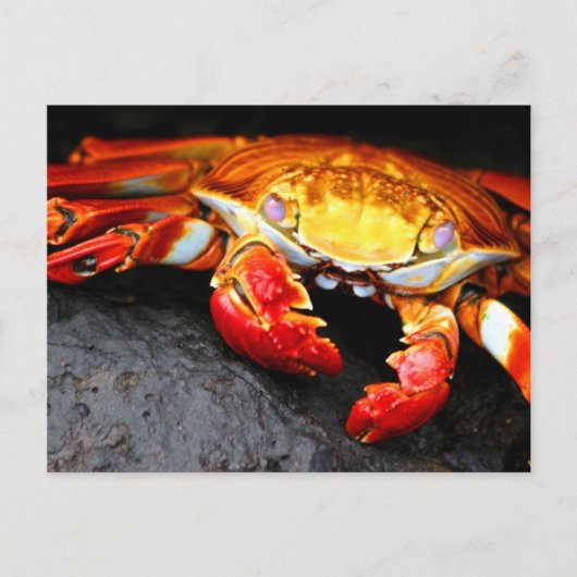 Galapagos Crab Briefkaart (Voorkant)