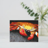 Galapagos Crab Briefkaart (Staand voorkant)