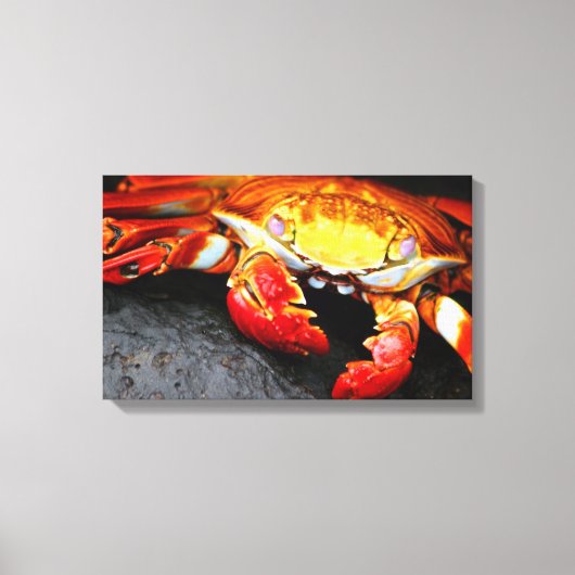 Galapagos Crab Canvas Afdruk (Voorkant)