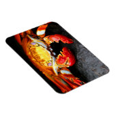 Galapagos Crab Magneet (Rechterzijde)