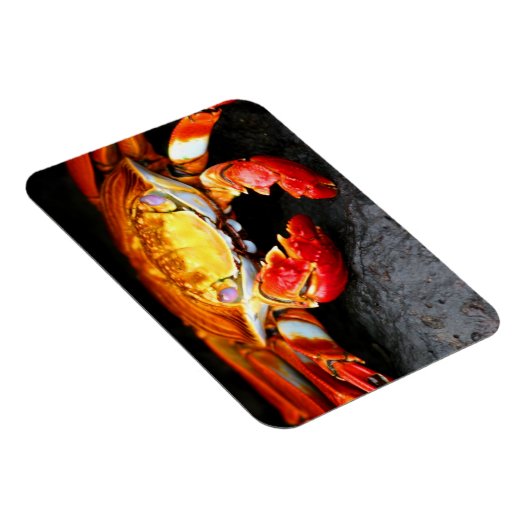 Galapagos Crab Magneet (Rechterzijde)