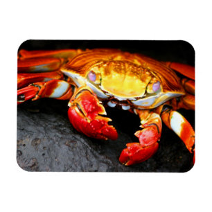 Galapagos Crab Magneet