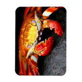 Galapagos Crab Magneet (Verticaal)