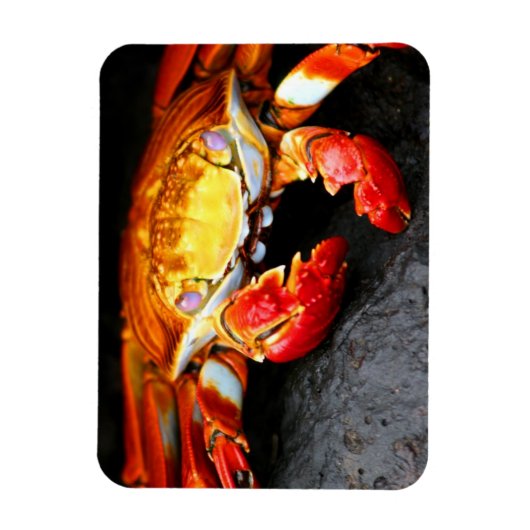 Galapagos Crab Magneet (Verticaal)