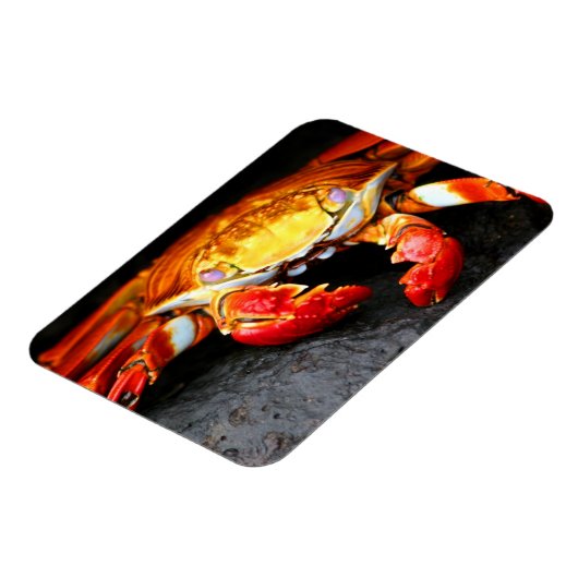 Galapagos Crab Magneet (Linkerzijde)