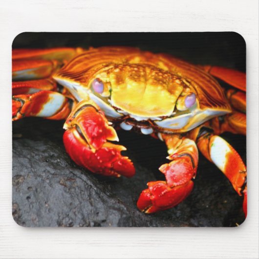 Galapagos Crab Muismat (Voorkant)
