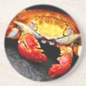 Galapagos Crab Zandsteen Onderzetter (Voorkant)