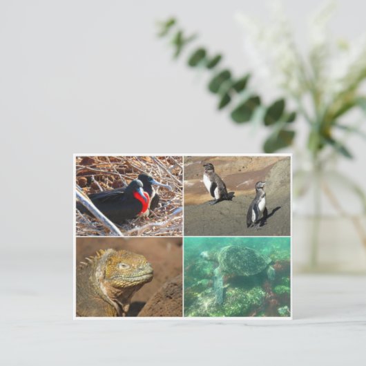 galapagos dier vier briefkaart (Staand voorkant)