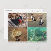 galapagos dier vier briefkaart (Voorkant / Achterkant)