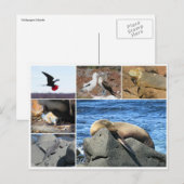 galapagos dierlijk zee leeuw briefkaart (Voorkant / Achterkant)
