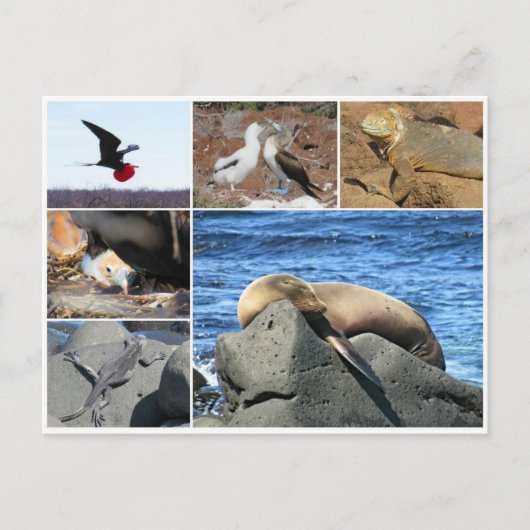 galapagos dierlijk zee leeuw briefkaart (Voorkant)