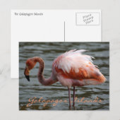 Galapagos-eilanden Flamingo Briefkaart (Voorkant / Achterkant)