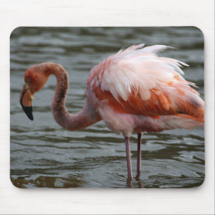 Galapagos-eilanden Flamingo Muismat