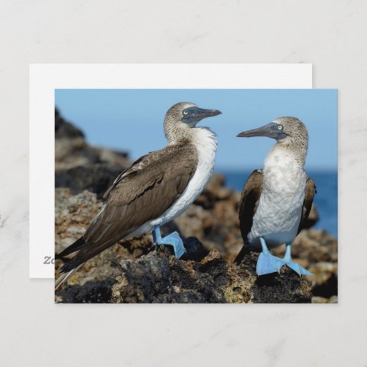 Galapagos Eilanden, Isabela Briefkaart (Voorkant / Achterkant)