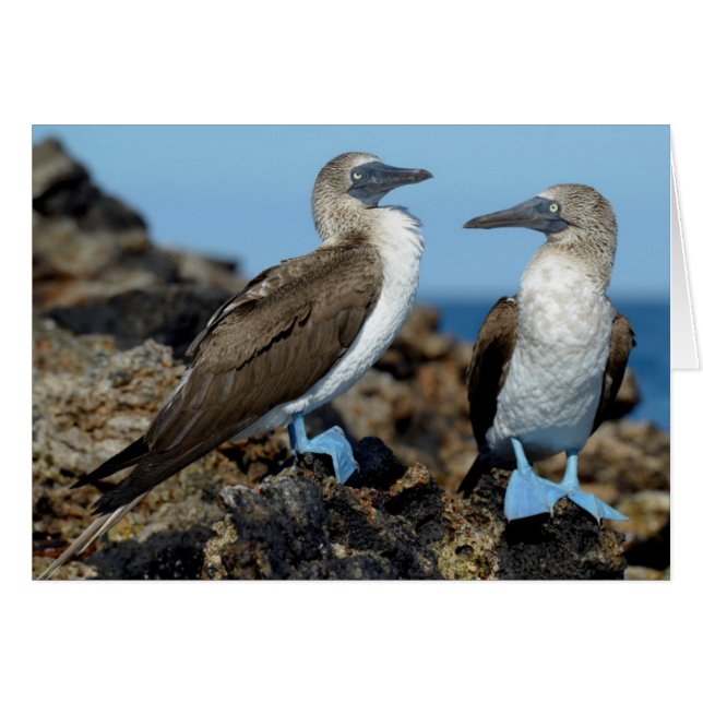 Galapagos-eilanden, Isabela eiland (Voorkant Horizontaal)