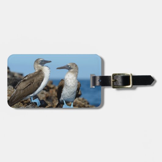 Galapagos-eilanden, Isabela eiland Bagagelabel (Voorkant horizontaal)