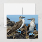 Galapagos-eilanden, Isabela eiland Briefkaart (Voorkant / Achterkant)