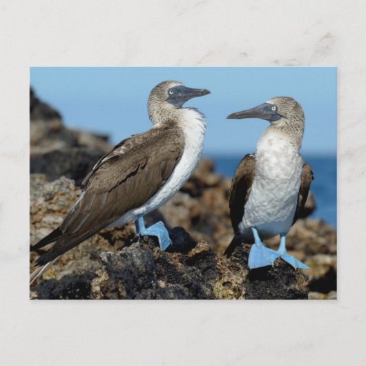 Galapagos-eilanden, Isabela eiland Briefkaart (Voorkant)