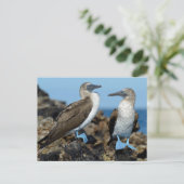 Galapagos-eilanden, Isabela eiland Briefkaart (Staand voorkant)