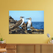 Galapagos-eilanden, Isabela eiland Canvas Afdruk (Insitu (Woonkamer))