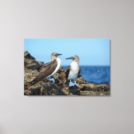 Galapagos-eilanden, Isabela eiland Canvas Afdruk (Voorkant)