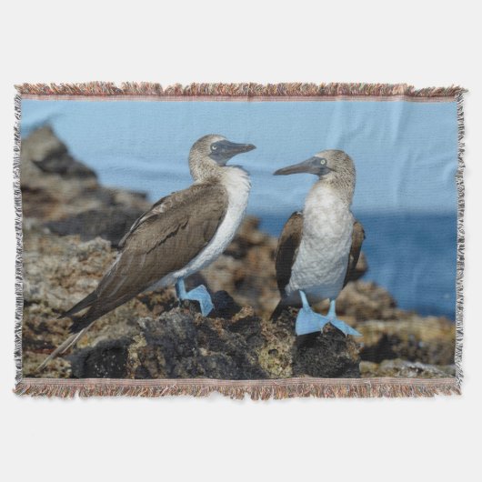 Galapagos-eilanden, Isabela eiland Deken (Voorkant)