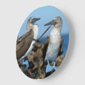 Galapagos-eilanden, Isabela eiland Grote Klok (Hoek)