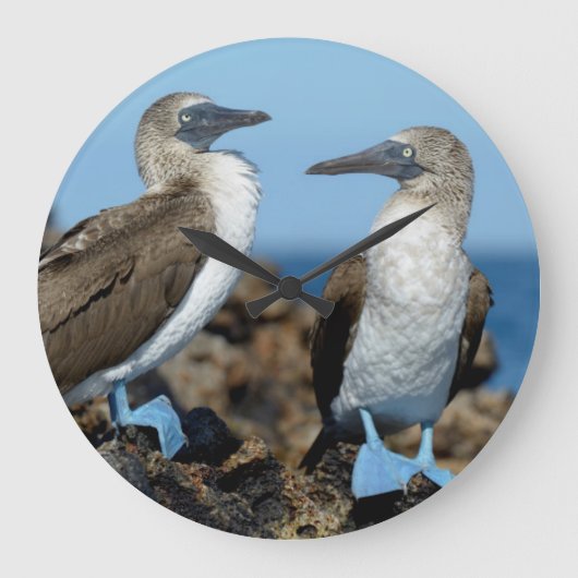 Galapagos-eilanden, Isabela eiland Grote Klok (Voorkant)