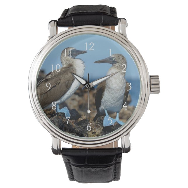Galapagos-eilanden, Isabela eiland Horloge (Voorkant)