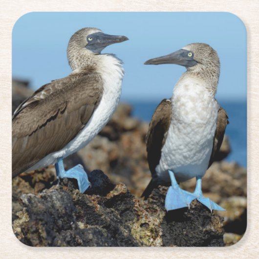 Galapagos-eilanden, Isabela eiland Kartonnen Onderzetters (Voorkant)