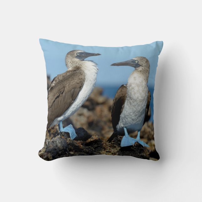 Galapagos-eilanden, Isabela eiland Kussen (Voorkant)
