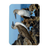 Galapagos-eilanden, Isabela eiland Magneet (Verticaal)