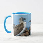 Galapagos-eilanden, Isabela eiland Mok (Links)
