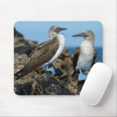 Galapagos-eilanden, Isabela eiland Muismat (Met muis)