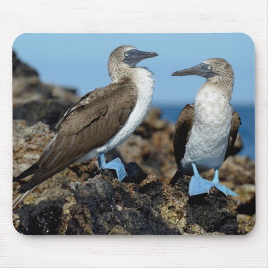 Galapagos-eilanden, Isabela eiland Muismat (Voorkant)
