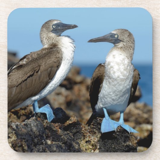 Galapagos-eilanden, Isabela eiland Onderzetter (Voorkant)