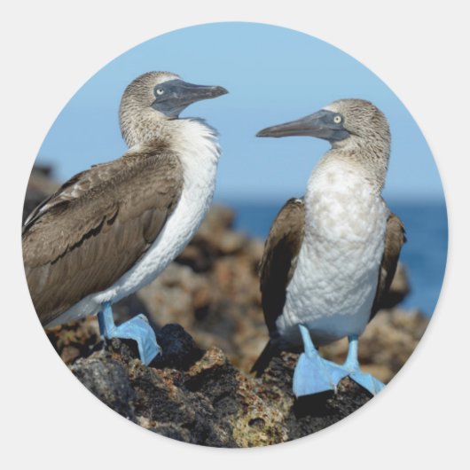 Galapagos-eilanden, Isabela eiland Ronde Sticker (Voorkant)