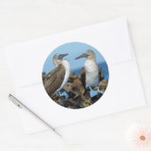 Galapagos-eilanden, Isabela eiland Ronde Sticker (Envelop)
