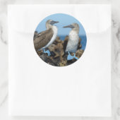 Galapagos-eilanden, Isabela eiland Ronde Sticker (Tas)