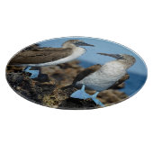 Galapagos-eilanden, Isabela-eiland Snijplank (Hoek)