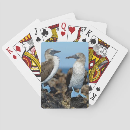 Galapagos-eilanden, Isabela eiland Speelkaarten (Achterkant)