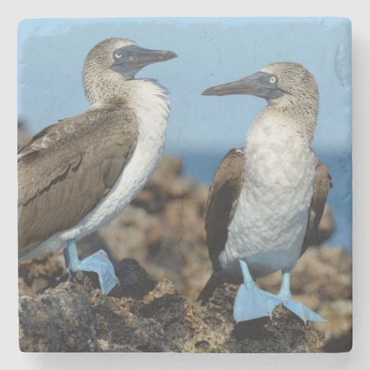 Galapagos-eilanden, Isabela eiland Stenen Onderzetter (Voorkant)