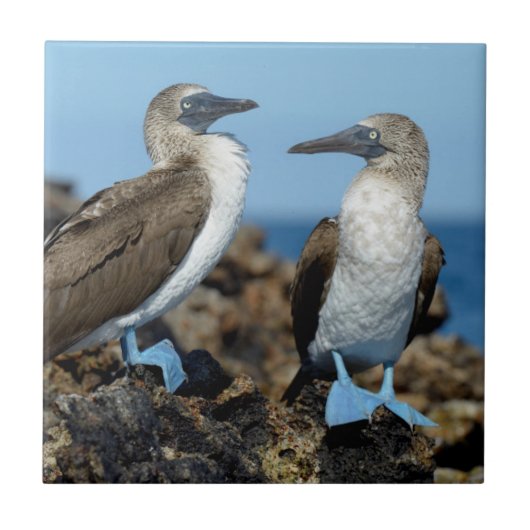 Galapagos-eilanden, Isabela eiland Tegeltje (Voorkant)