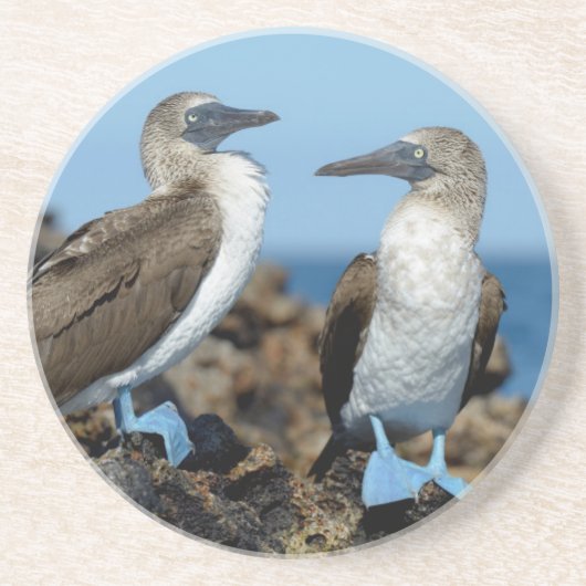 Galapagos-eilanden, Isabela eiland Zandsteen Onderzetter (Voorkant)