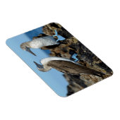 Galapagos Eilanden, Isabela Magneet (Rechterzijde)