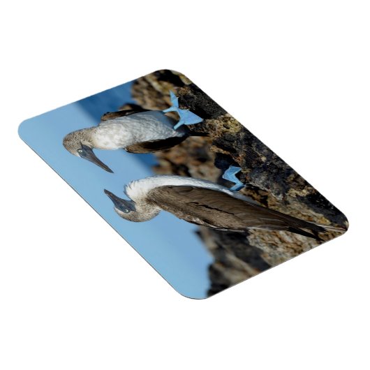 Galapagos Eilanden, Isabela Magneet (Rechterzijde)