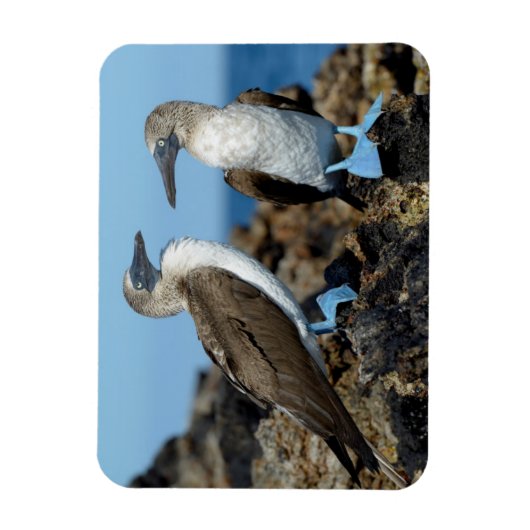 Galapagos Eilanden, Isabela Magneet (Verticaal)