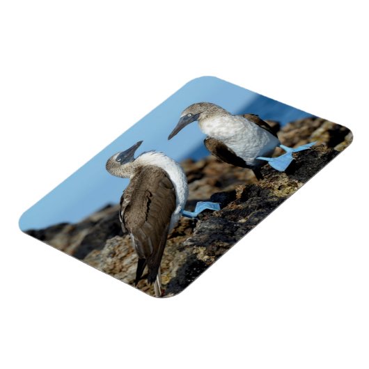 Galapagos Eilanden, Isabela Magneet (Linkerzijde)