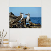 Galapagos Eilanden, Isabela Poster (Keuken)