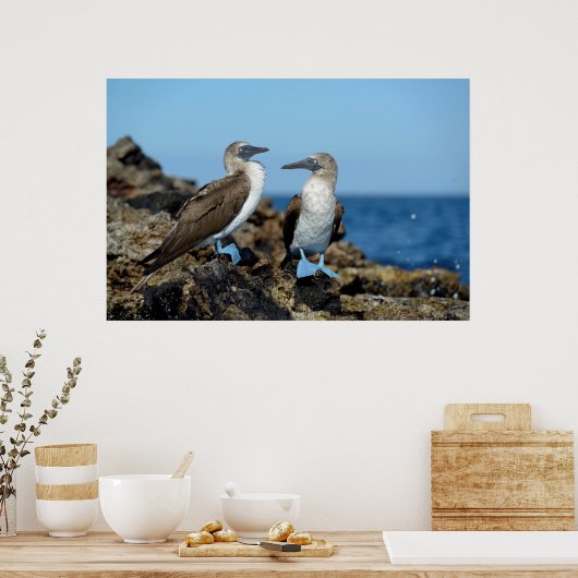 Galapagos Eilanden, Isabela Poster (Keuken)